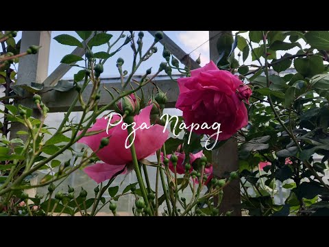 Видео: Роза Парад, первое цветение в начале июля / Parade rose the first blossom