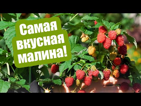 Видео: Лучшие сорта малины А.С. Сидоровича! Самая вкусная и урожайная малина для Сибири