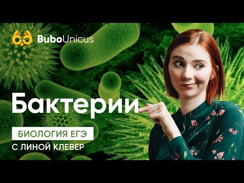 Видео: Бактерии | БИОЛОГИЯ ЕГЭ | Лина Клевер