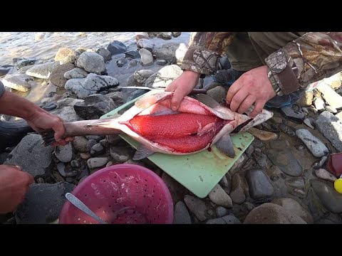 Видео: КРАСНАЯ ИКРА,  рыбалка на Дальнем Востоке на горной реке