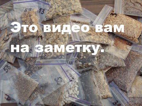 Видео: Когда и как сеять мои семена.