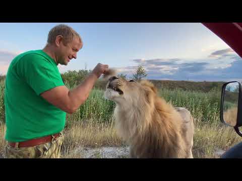 Видео: КЛАССНОЕ ВИДЕО ! Солнечные львы в лебеде !