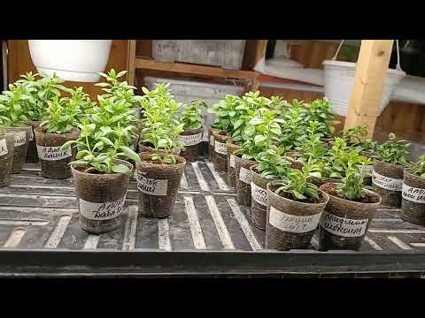 Видео: 😱Осень-не время для экспериментов. 😭Что было, что стало, как поступить😊