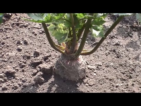 Видео: Как я выращиваю корневой сельдерей