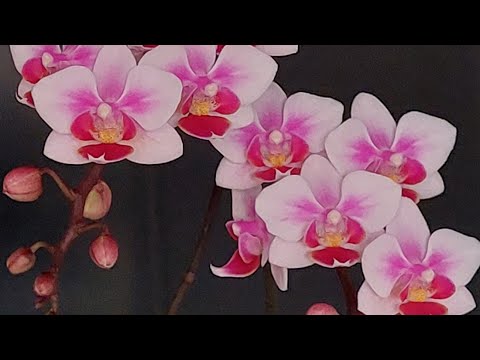 Видео: Мои ОРХИДЕИ на стеллаже  💕 