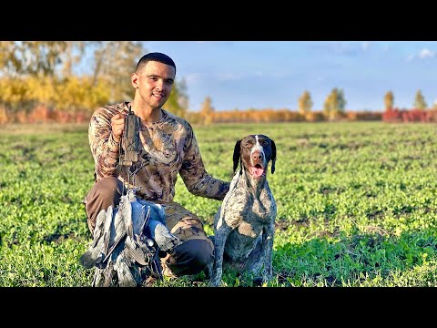 Видео: Две супер-охоты на вяхиря | Шикарное закрытие сезона по голубю