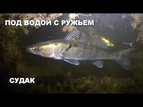 Видео: ПОД ВОДОЙ С РУЖЬЕМ. СУДАК