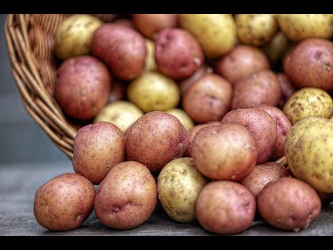 Видео: Новые сорта картофеля создают белорусские ученые