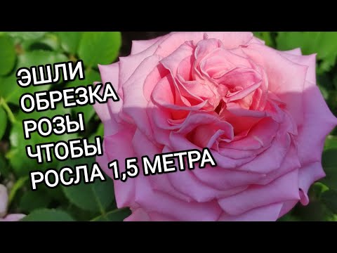 Видео: РОЗЫ. Как обрезать розу Эшли, чтобы она была 1,5 метра. Обрезка других групп роз.