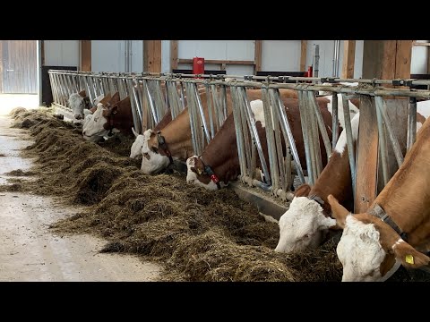 Видео: Ферма в Германии.Новый ролик.