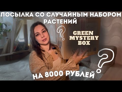 Видео: Заказала посылку ВСЛЕПУЮ на 8000 рублей. Какие растения мне прислали? Green mystery box.