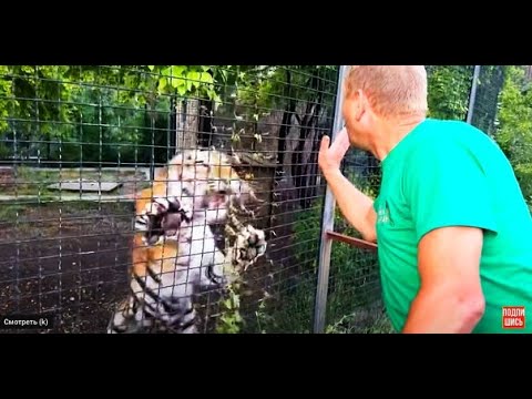 Видео: История  САМОЙ ЗЛОЙ тигрицы в Тайгане родившей ПЯТЬ ТИГРЯТ!
