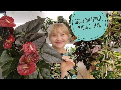 Видео: 🍀БОЛЬШОЙ ОБЗОР МОИХ РАСТЕНИЙ. ЧАСТЬ 2. МАЙ🍀