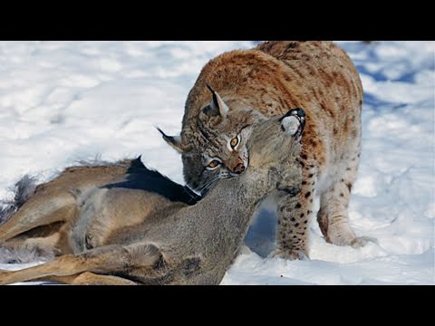 Видео: Вот как Рысь нападает на ОЛЕНЕЙ! Самая Свирепая дикая Кошка!
