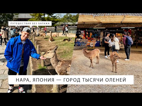 Видео: Нара, Япония — город тысячи оленей