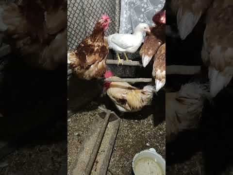 Видео: Рассадила