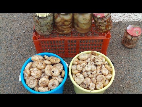 Видео: Собираю ГРУЗДИ🔥 настоящие БЛАГОРОДНЫЕ🔥 //торговля на трассе //