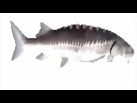Видео: Лосось крутится 10 часов под музыку тун тун тун тун тун тун