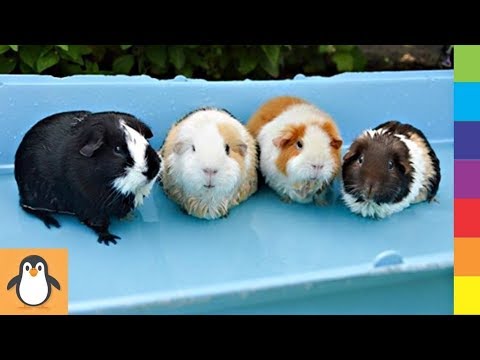 Видео: Морские свинки 🐗 Симпатичные и смешные