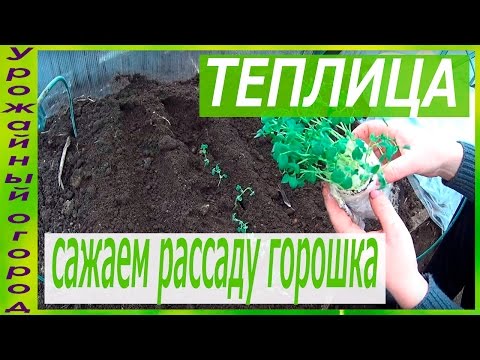 Видео: ПОСАДКА РАССАДЫ ГОРОШКА В ГРУНТ!