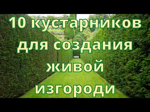 Видео: 10 кустарников для создания живой изгороди