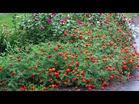 Видео: ЦИНИЮ МОЖНО ИСПОЛЬЗОВАТЬ ПО РАЗНОМУ #subtitles #субтитры #subtitlesmovie