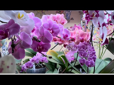 Видео: Мои ВЕЛИКОЛЕПНЫЕ КАСКАДЫ ОРХИДЕЙ/Цветущие орхидеи коллекции в начале весны 2024 г/С ПРАЗДНИКОМ ВЕСНЫ
