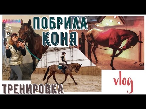 Видео: День из жизни конника/конный vlog🐴❤️