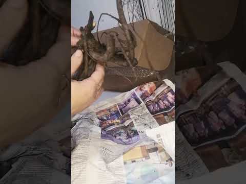 Видео: посылка с корнями пионов от Жукова