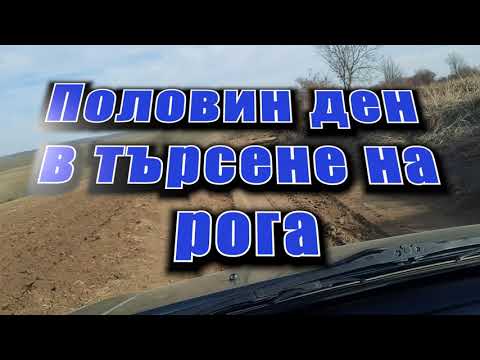 Видео: Половин ден в търсене на рога