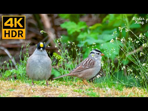 Видео: КОШКА ТВ 😺 Красивые садовые птицы и белки летом 🐦🐿 8 часов (4K HDR)