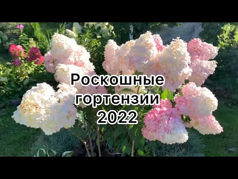 Видео: ШИКАРНЫЕ ГОРТЕНЗИИ 2022г