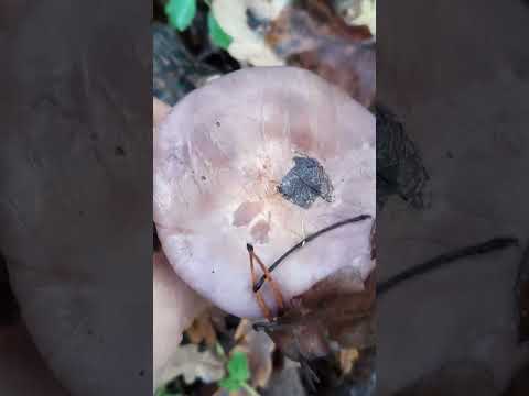 Видео: 29.10.2025 фламулина бархатистоножковая, фиолетовая рядовка