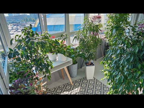 Видео: 🟣🟢 ОТПУСК И РАСТЕНИЯ/ ЧТО С НИМИ СТАЛО?ОБЗОР РАСТЕНИЙ после ОТПУСКА