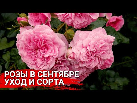 Видео: Розы в сентябре - уход и сорта