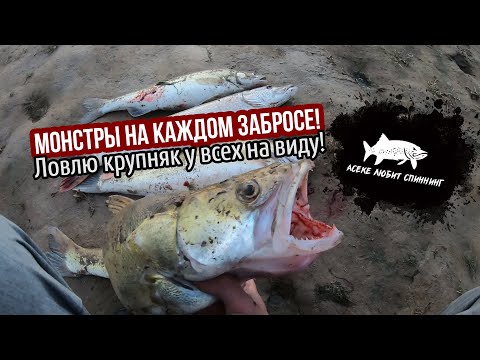 Видео: ЛОВЛЮ КРУПНЯК У ВСЕХ НА ВИДУ! Секретное место больше не секретное #астана #2024 #рыбалка #судак