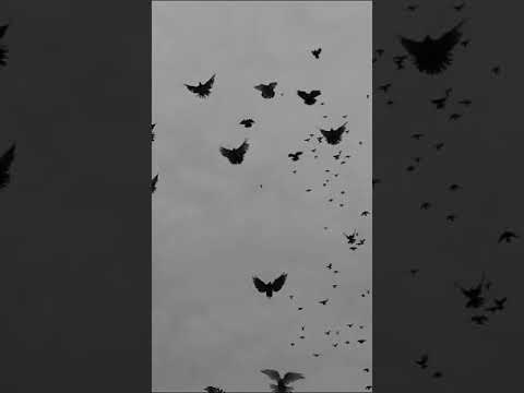 Видео: Голуби ТАГАНРОГА.