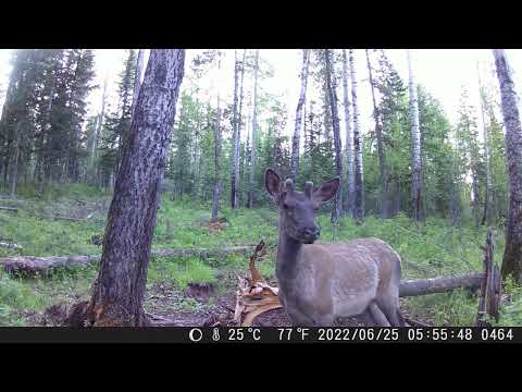 Видео: Две недели жизни на солонце
