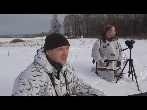 Видео: Охота на лис. Охота 2017г. На лису с манком.
