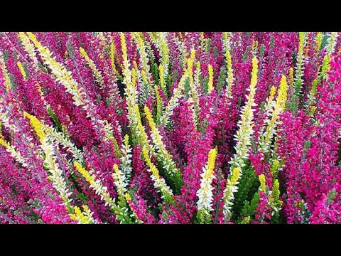 Видео: Размножение Вереска , очень просто. В конце сентября.