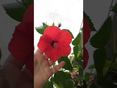 Видео: Красный простой гибискус. 🌺🌸☘️#комнатныерастения #гибискус #цветениегибискуса #растения #цветы
