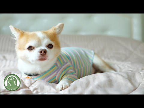 Видео: Музыка, которая успокаивает собак🐶Музыка для снятия стресса, Музыка для сна🎵Любимая музыка собаки
