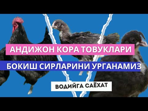 Видео: АНДИЖОН КОРА ТОВУКЛАРИ. БОКИШ СИРЛАРИНИ УРГАНАМИЗ. 1 Кисим. @GayratBaraka