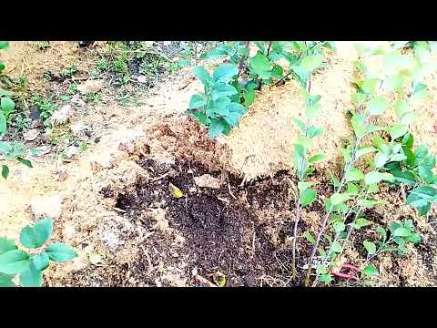 Видео: Прогноз погоды заставил ускорится, Копаем- ( срезаем) подвой для плодовых..