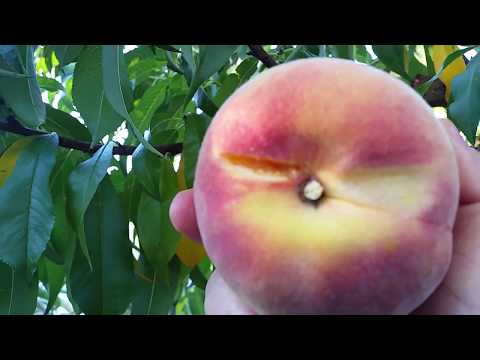 Видео: Праскова Обзор и беритба.