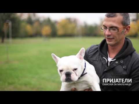 Видео: ПРИЈАТЕЛИ емисија за миленичиња - Марко Новески со Француски булдог