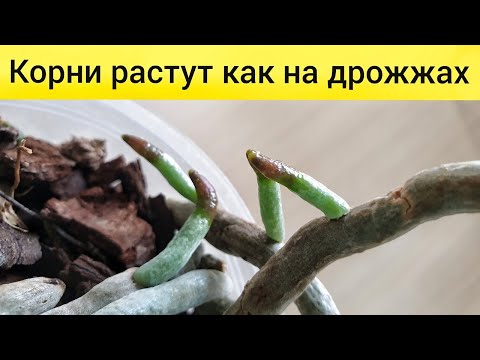 Видео: Как нарастить корни орхидее | Средство для наращивания корней орхидеи | Корни растут как на дрожжах