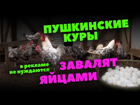 Видео: Пушкинские куры достойны жить в вашем сарае!
