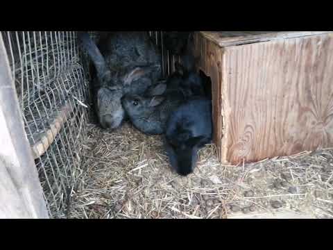 Видео: РАЗВЕДЕНИЕ КРОЛИКОВ С НУЛЯ/ОТВЕТЫ НА ВОПРОСЫ #2