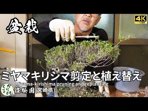 Видео: Бонсай] Мияма-киришима обрезка и пересадка.